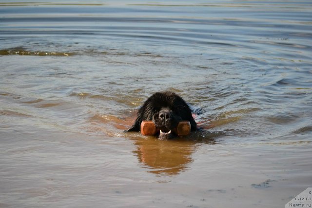 Фотография № 161065