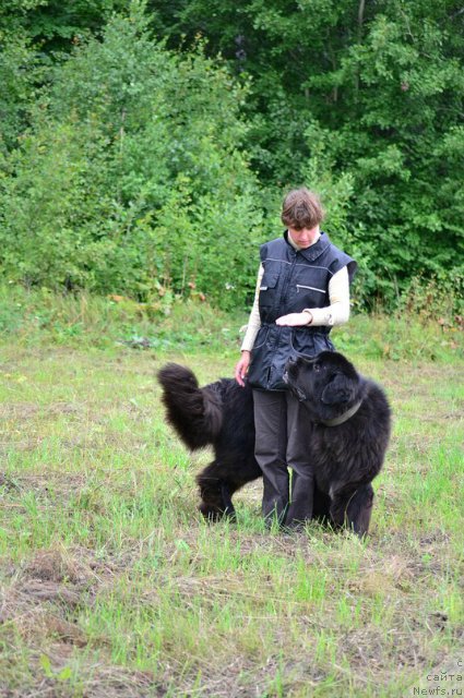 Фото: ньюфаундленд Kiper Soul Layon Hyeert (Кипер Соул Лайон Хэерт), Ol'ga Ivanova (Ольга Иванова)