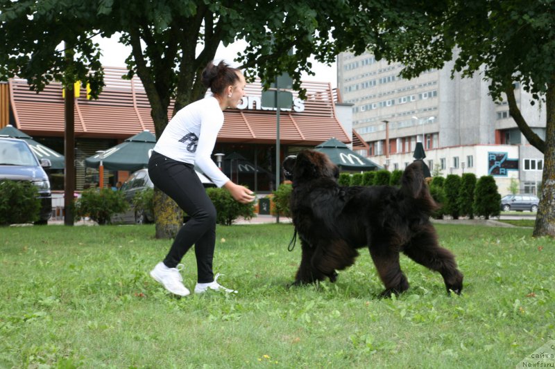 Фото: ньюфаундленд Guliver Moon Bear