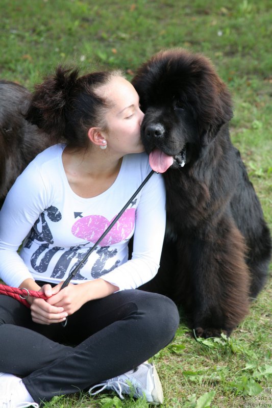 Фото: ньюфаундленд Guliver Moon Bear, Anastasiya Rozenfel'd (Анастасия Розенфельд)