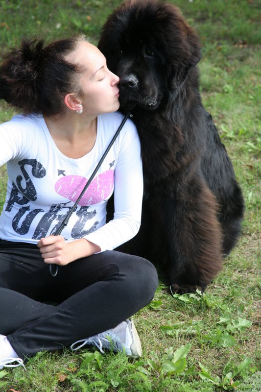 Фото: ньюфаундленд Guliver Moon Bear, Anastasiya Rozenfel'd (Анастасия Розенфельд)