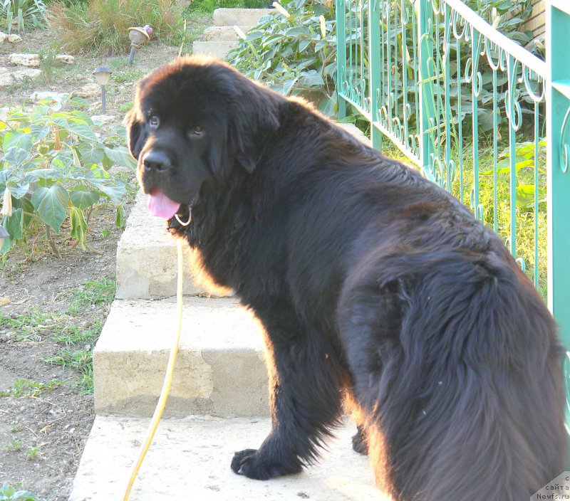 Фото: ньюфаундленд Chernyj Chank s Berega Dona (Черный Чанк с Берега Дона)