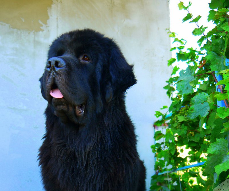 Фото: ньюфаундленд Chernyj Chank s Berega Dona (Черный Чанк с Берега Дона)
