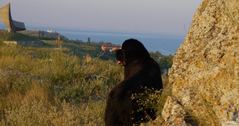 Фото: ньюфаундленд Chernyj Chank s Berega Dona (Черный Чанк с Берега Дона)