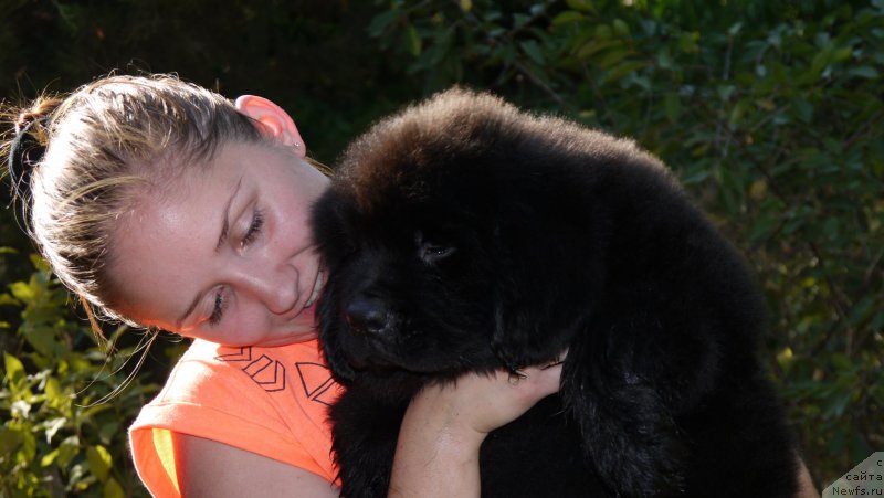 Фото: ньюфаундленд Aramis s Berega Dona (Арамис с Берега Дона)