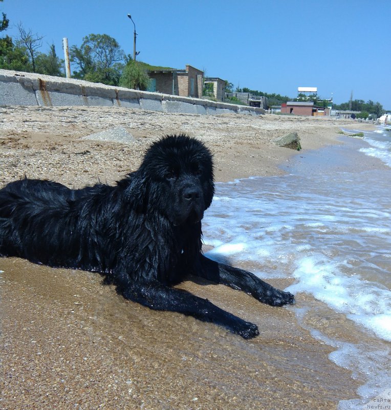 Фото: ньюфаундленд Chernyj Chank s Berega Dona (Черный Чанк с Берега Дона)