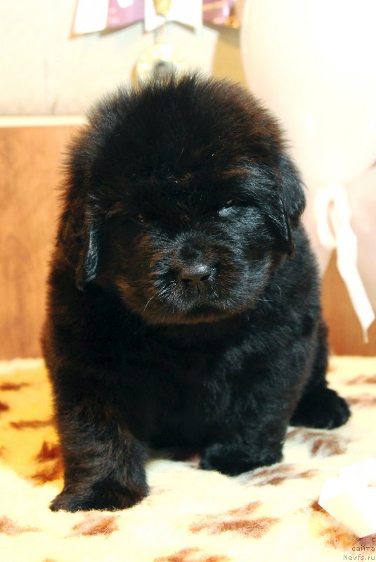 Фото: ньюфаундленд Hilda Fulfillment of Dreams Black Legend (Хилда Фулфилмент оф Дреамс Блак Легенд)