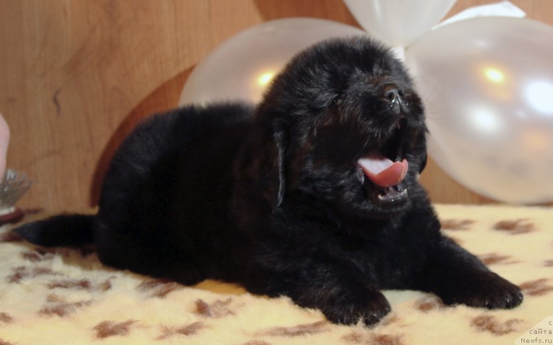 Фото: ньюфаундленд Hilda Fulfillment of Dreams Black Legend (Хилда Фулфилмент оф Дреамс Блак Легенд)