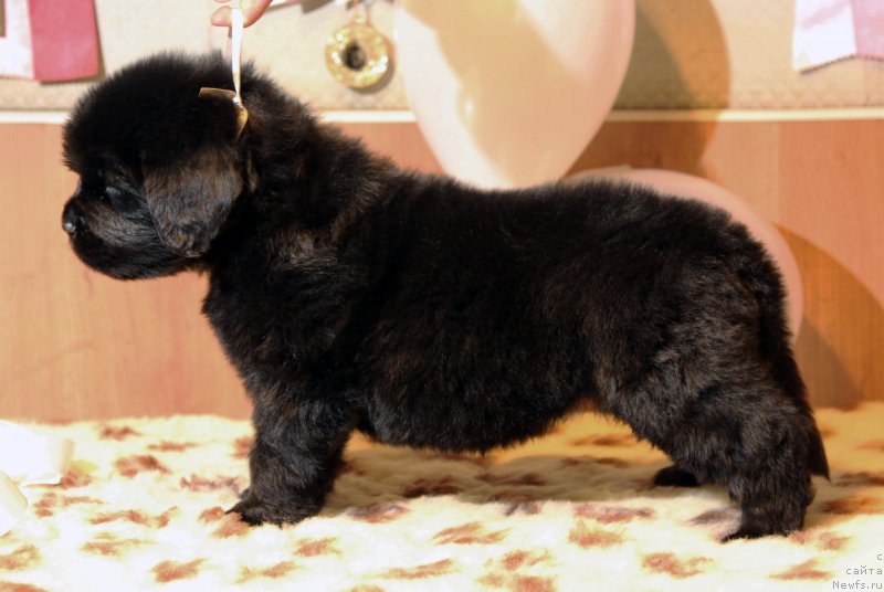 Фото: ньюфаундленд Hilda Fulfillment of Dreams Black Legend (Хилда Фулфилмент оф Дреамс Блак Легенд)