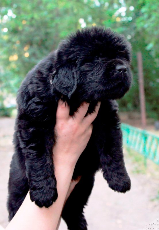 Фото: ньюфаундленд Hilda Fulfillment of Dreams Black Legend (Хилда Фулфилмент оф Дреамс Блак Легенд)