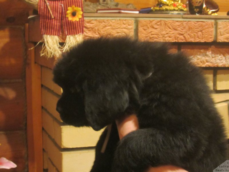 Фото: ньюфаундленд Hilda Fulfillment of Dreams Black Legend (Хилда Фулфилмент оф Дреамс Блак Легенд)