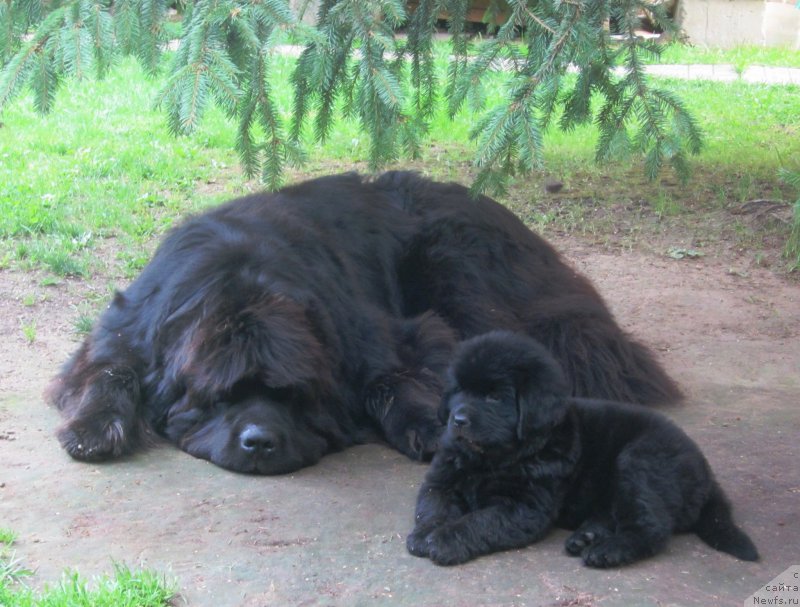 Фото: ньюфаундленд Very Fairweathers X'Got The Rhythm, ньюфаундленд Hilda Fulfillment of Dreams Black Legend (Хилда Фулфилмент оф Дреамс Блак Легенд)