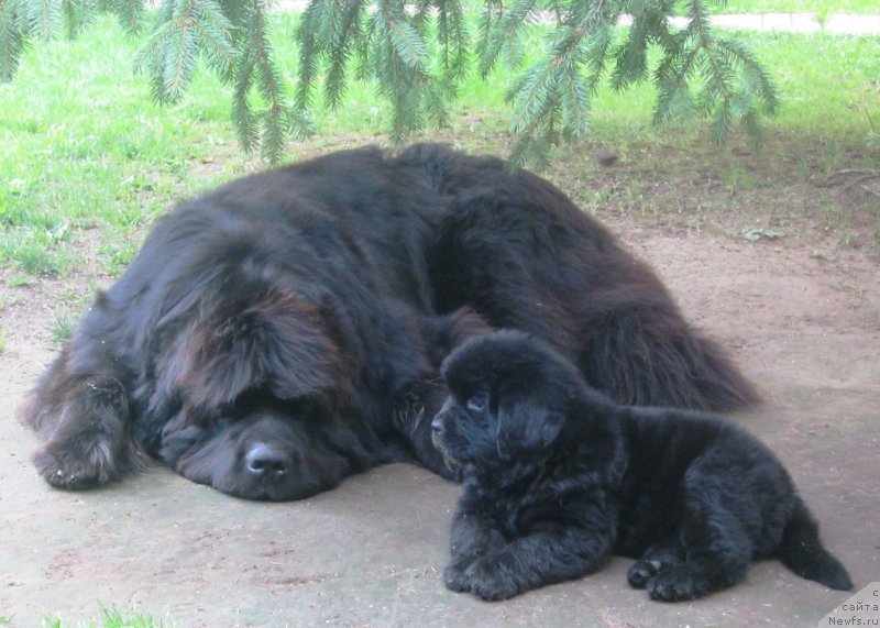 Фото: ньюфаундленд Very Fairweathers X'Got The Rhythm, ньюфаундленд Hilda Fulfillment of Dreams Black Legend (Хилда Фулфилмент оф Дреамс Блак Легенд)