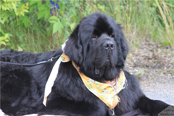 Фото: ньюфаундленд Beguschaya po Volnam Shaolin (Бегущая по Волнам Шаолинь)