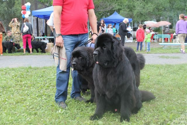 Фото: ньюфаундленд Beguschaya po Volnam Shaolin (Бегущая по Волнам Шаолинь), ньюфаундленд Rayout Happiness Midnight Bear