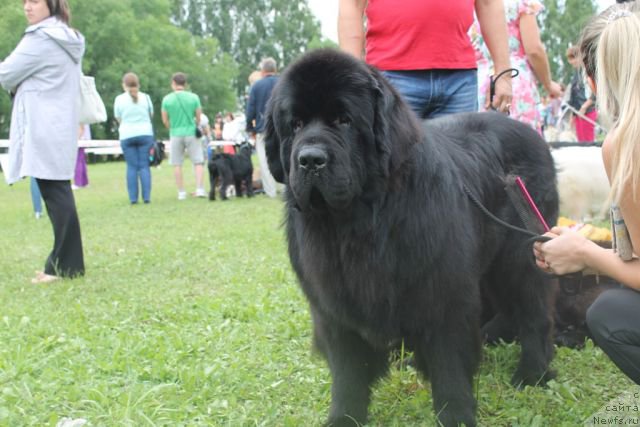 Фото: ньюфаундленд Beguschaya po Volnam Shaolin (Бегущая по Волнам Шаолинь)