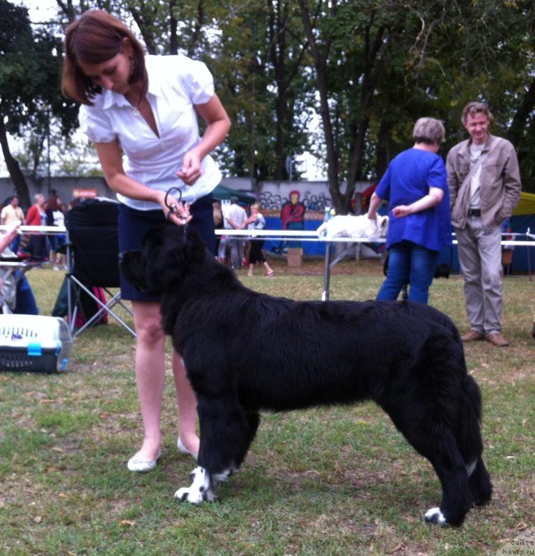 Фото: ньюфаундленд Akvian Song Ledi In Blyek (Аквиан Сонг Леди Ин Блэк)