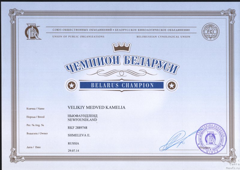 Фото: ньюфаундленд Velikiy Medved' Kameliya (Великий Медведь Камелия)