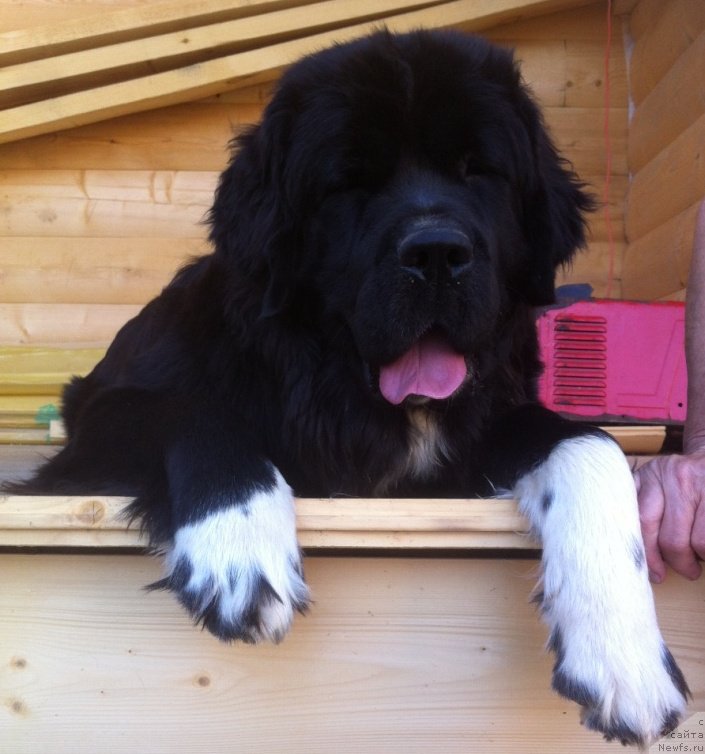 Фото: ньюфаундленд Akvian Song Ledi In Blyek (Аквиан Сонг Леди Ин Блэк)