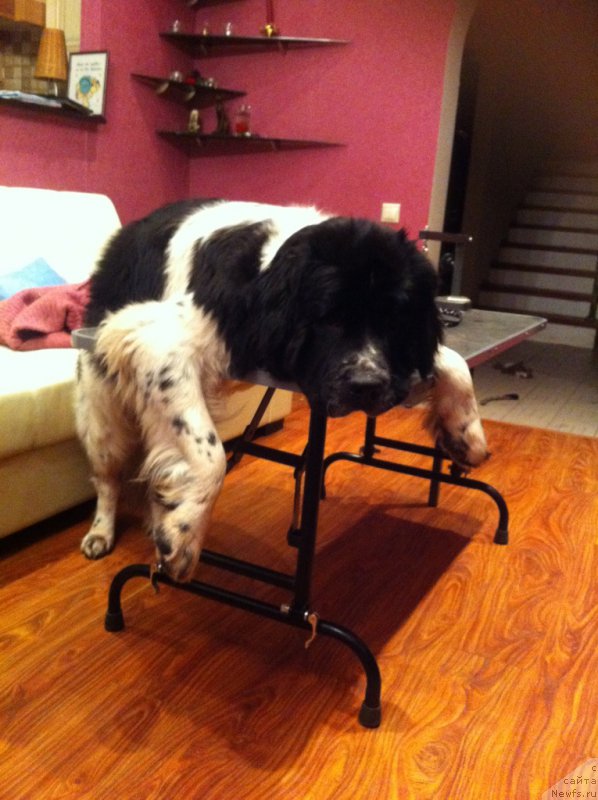 Фото: ньюфаундленд Sent Djons Viva Viktoria (Сент Джонс Вива Виктория)