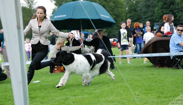 Фото: ньюфаундленд Chernaya Mafia Zebra Time (Черная Мафия Зебра Тиме)
