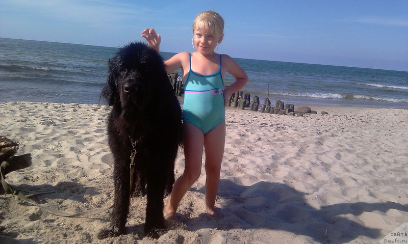 Фото: ньюфаундленд Chernaya Mafia Make the Most of Now (Черная Мафия Маке Тхе Мост оф Нов)