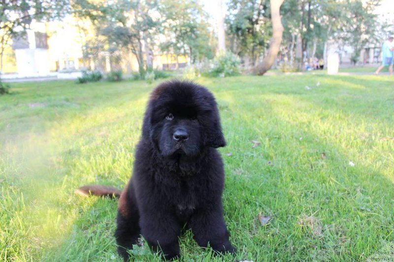 Фото: ньюфаундленд Chernaya Mafia She is a Lady (Черная Мафия Ше ис а Ладу)