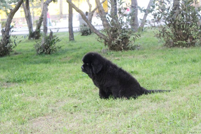 Фото: ньюфаундленд Chernaya Mafia She is a Lady (Черная Мафия Ше ис а Ладу)