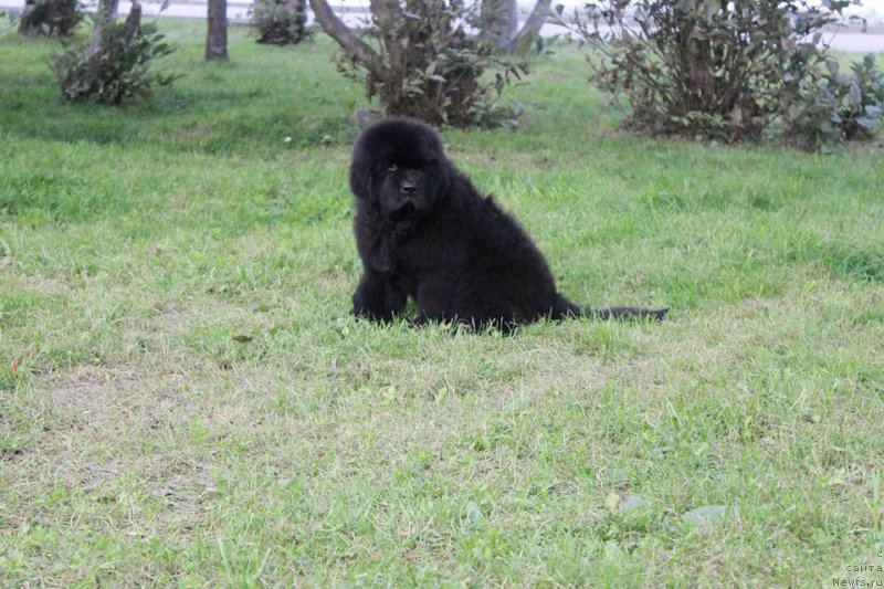 Фото: ньюфаундленд Chernaya Mafia She is a Lady (Черная Мафия Ше ис а Ладу)