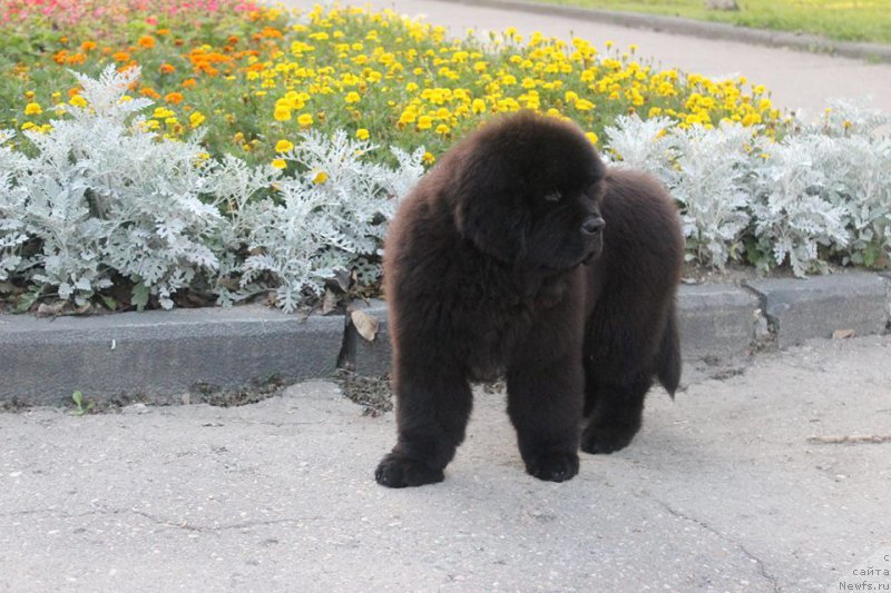 Фото: ньюфаундленд Chernaya Mafia She is a Lady (Черная Мафия Ше ис а Ладу)