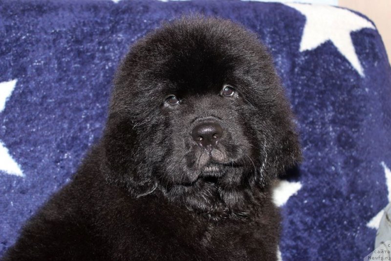 Фотография № 161159