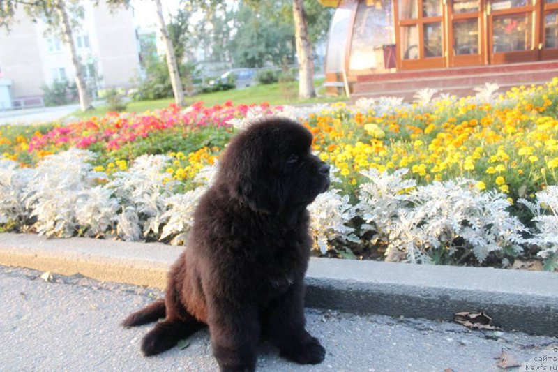 Фото: ньюфаундленд Chernaya Mafia She is a Lady (Черная Мафия Ше ис а Ладу)