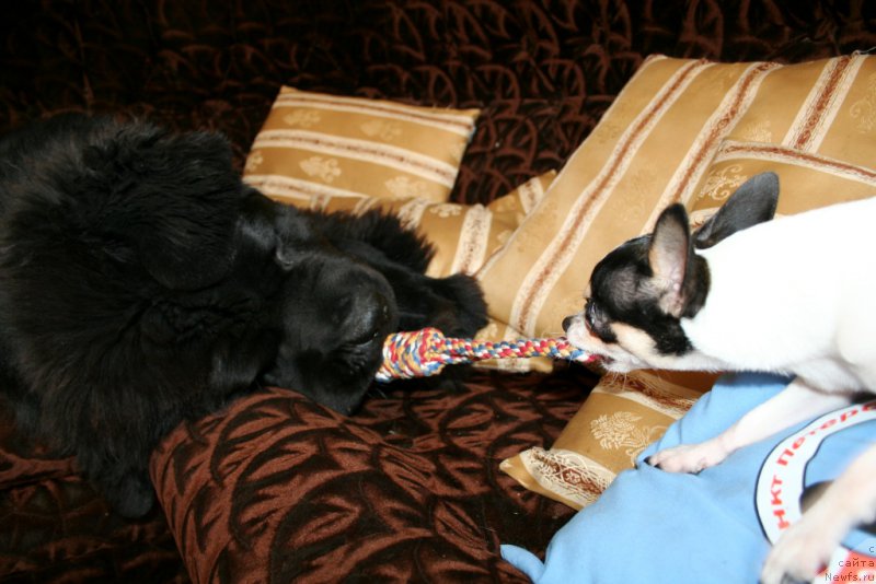 Фото: ньюфаундленд Chernaya Mafia Must Have (Черная Мафия Муст Хаве)