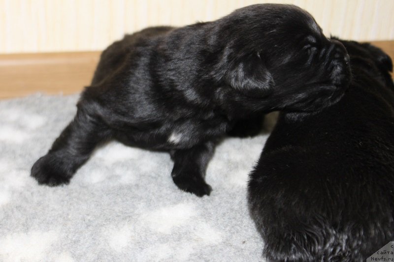 Фото: щенкам 10 дней от, ньюфаундленд Grand Byebi Ariadna (Гранд Бэби Ариадна)
