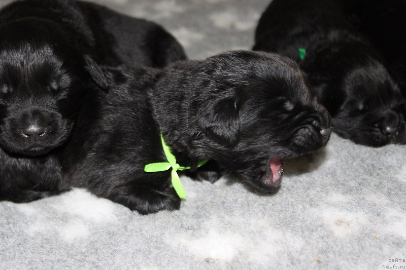 Фото: щенкам 10 дней от, ньюфаундленд Grand Byebi Ariadna (Гранд Бэби Ариадна)