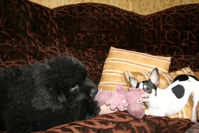 Фото: ньюфаундленд Chernaya Mafia Shengen Visa (Черная Мафия Шенген Виза)