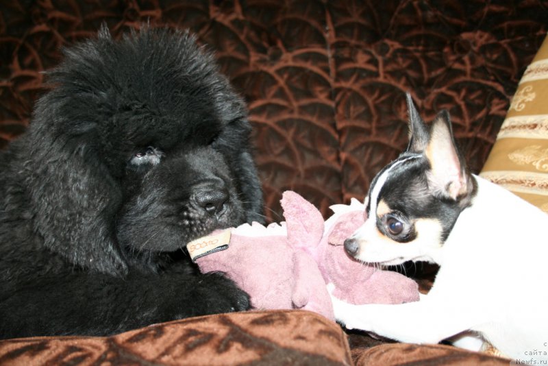 Фото: ньюфаундленд Chernaya Mafia Shengen Visa (Черная Мафия Шенген Виза)