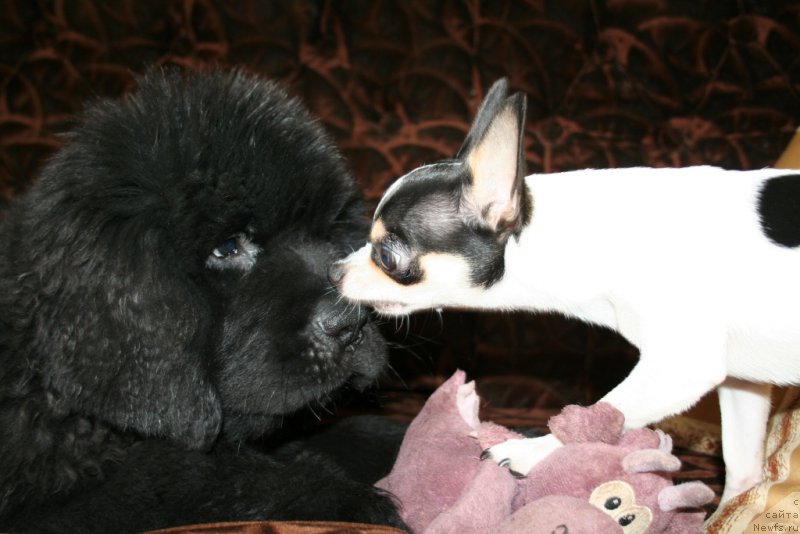 Фото: ньюфаундленд Chernaya Mafia Shengen Visa (Черная Мафия Шенген Виза)