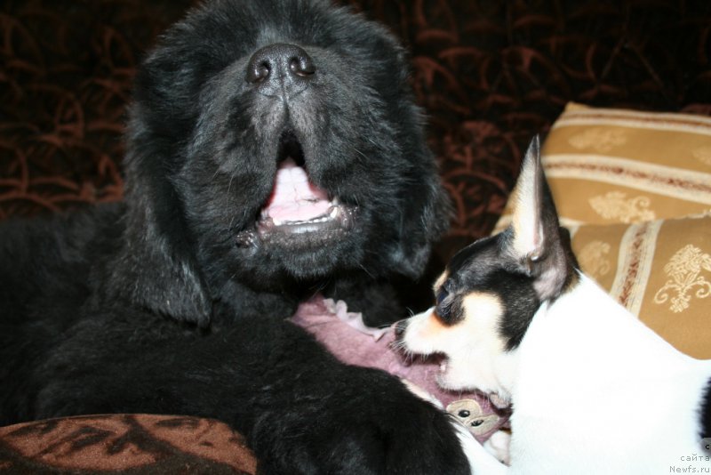 Фото: ньюфаундленд Chernaya Mafia Shengen Visa (Черная Мафия Шенген Виза)