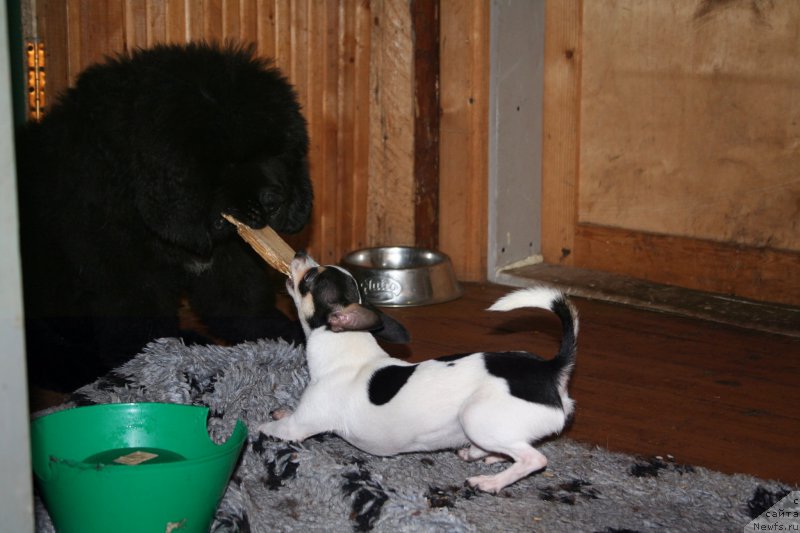 Фото: ньюфаундленд Chernaya Mafia Shengen Visa (Черная Мафия Шенген Виза)