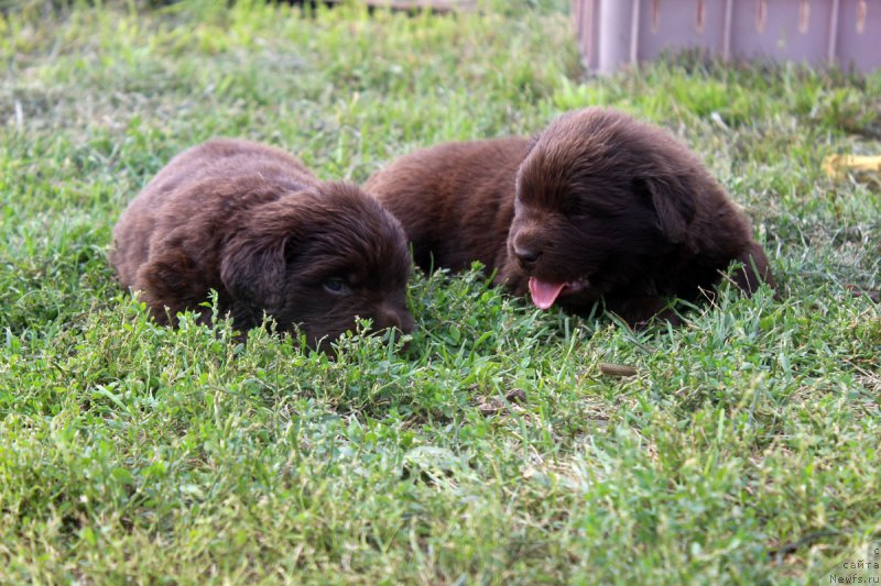 Фотография № 161175