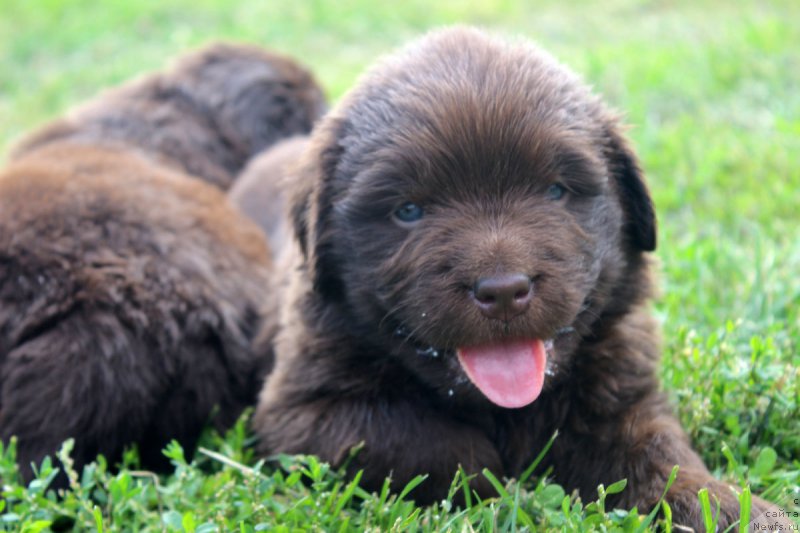 Фото: ньюфаундленд Brownblood MSK Happy Teddy (Браунблад МСК Хэппи Тедди)