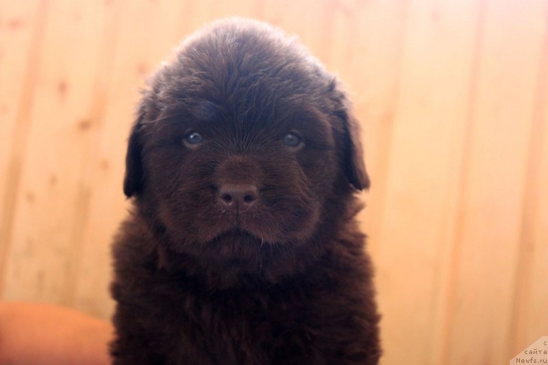 Фотография № 161178