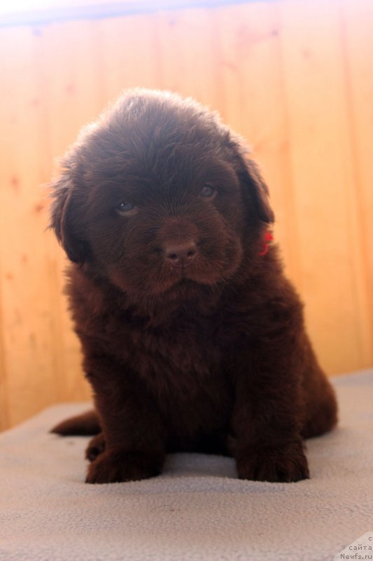 Фото: ньюфаундленд Brownblood MSK Happy Teddy (Браунблад МСК Хэппи Тедди)