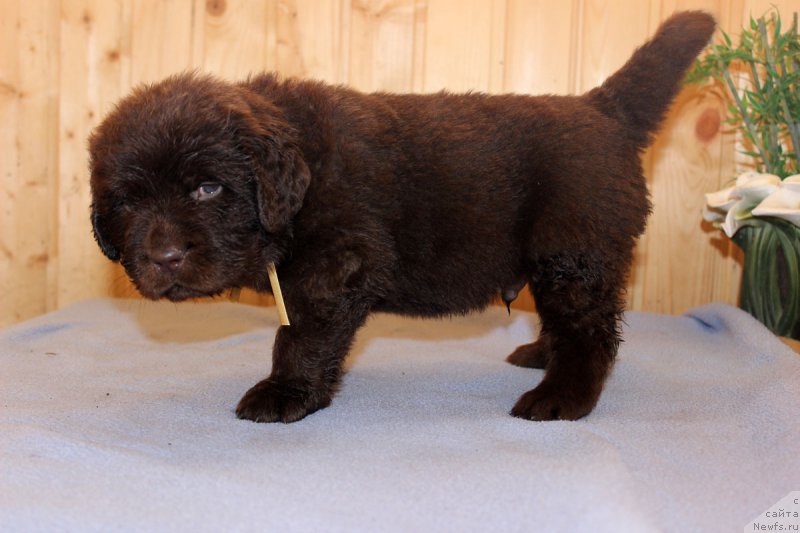 Фотография № 161184