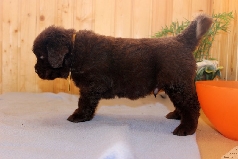 Фотография № 161185