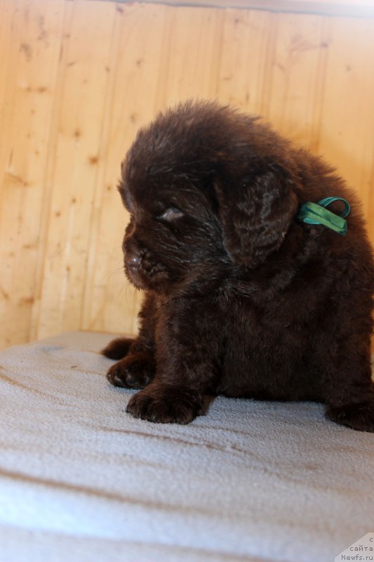 Фотография № 161193