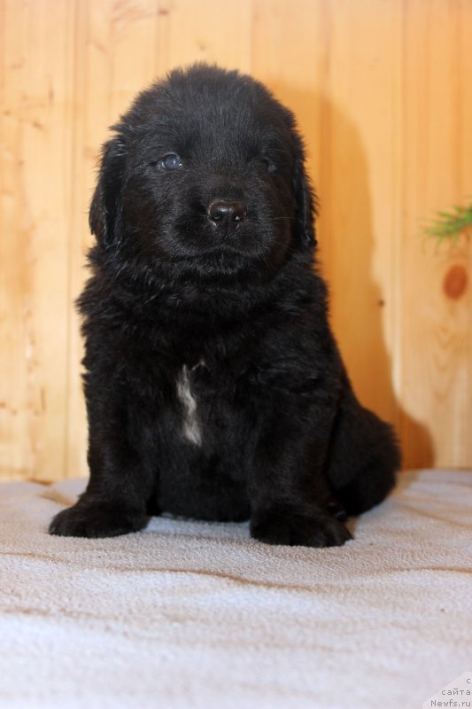 Фотография № 161194