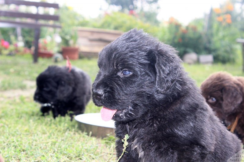 Фотография № 161196