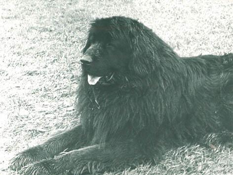 Фото: ньюфаундленд Val'ter (Вальтер)